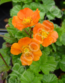 Geum coccineum x borisii 'Queen of Orange'